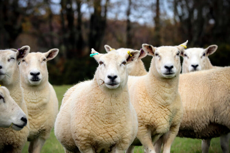 Curious Sheep in the Devon Countryside Group of white sheep standing together in a grassy field in the Devon countryside, England.