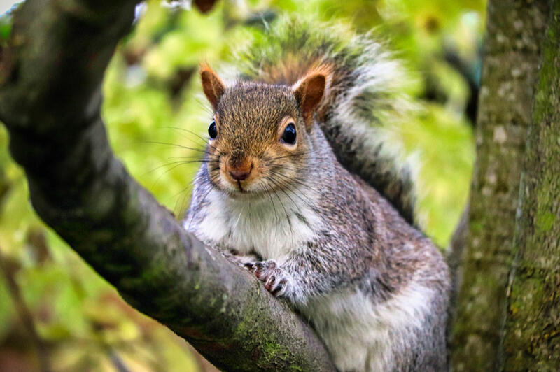 Curious Grey Squirrel in the Trees Close-up of a grey squirrel perched on a tree branch, looking towards the camera against a soft green woodland background.