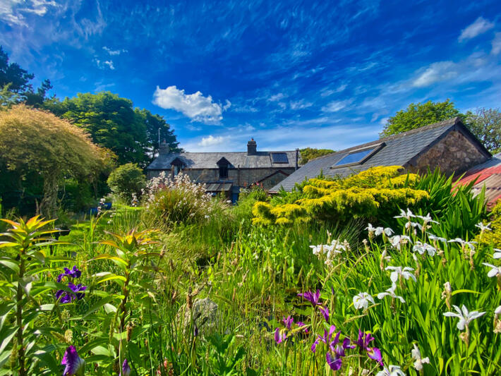 Colourful Country Garden in Cornwall Lush country garden filled with colourful flowers and greenery beside traditional stone cottages in Cornwall, England.